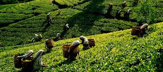 The city had quite a significant part to play in catalyzing the entire process of production as well as commercialization of tea plantations across the island nation. Why Is Ceylon Tea Unique Ceylon Digest