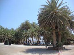 Cretan date palms are easy to grow trees that require little care. Travel Guide For Island Crete Greece Cretan Date Palm