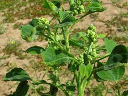 Image result for Chenopodium opulifolium