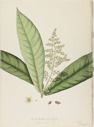 Image result for Lepisanthes senegalensis