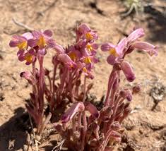 Image result for Orobanchaceae