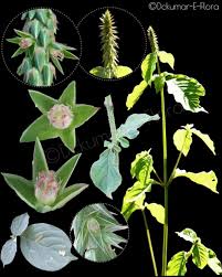 Image result for Amaranthaceae