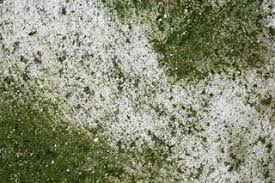 How To Get Rid Of Green Algae On Cement Or Concrete Ehow Cleaning Concrete Patios Clean Concrete Diy Concrete Patio