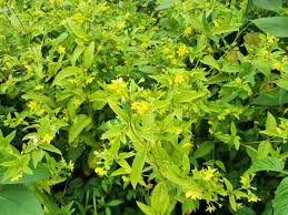 Image result for Lysimachia barbata