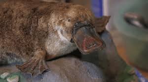 It shares this rare trait with the echidna, but has a much cooler, less mexican sounding name. Thanks To Climate Change Platypus Population Is Declining