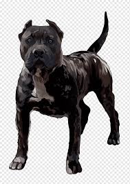 The presa canario is a large, loyal dog bred to guard livestock. Presa Canario Dog Breed American Pit Bull Terrier Canarias Carnivoran Dog Like Mammal Dog Breed Png Pngwing