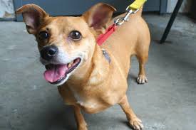 Meet Your New Best Friend At A Pet Adoption Event From Heart Of Brooklyn  Veterinary Hospital & Sean Casey