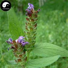 Pin On Grow Plants Herbs Flowers Rare Trees