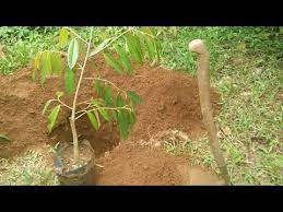 Jom belajar cara tanam pokok durian dengan teknik yang betul dan mudah. Menanam Durian Durian Plants Bikins