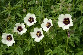 Image result for Hibiscus cannabinus