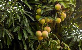 Image result for Mangifera