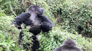 Image result for Carapa wohllebenii