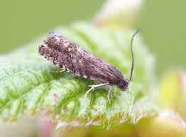 Image result for Cydia strobilella