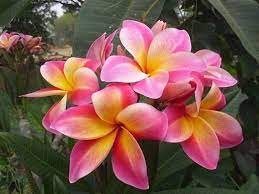 Plumeria Mardi Gras Repot Plumerias Into Larger Pots Every Two Years To Give The Root System Plenty Of Room And Plumeria Flowers Planting Flowers Frangipani