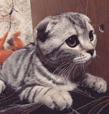 Our cat name generator gets to know your cat, then suggests names that match its appearance google. 300 Sophisticated Cat Names The Paws Cat Names Cats Cool Cats