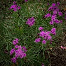 Image result for Vernonia longipedunculata