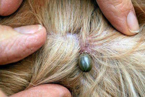 Garrapata en el pelo