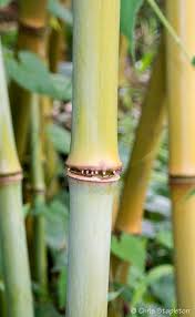 Image result for Oldeania alpina