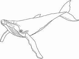It is liked not by kids only but buy parents too. The Amazing Whale Coloring Pages To Print Free Coloring Sheets Whale Coloring Pages Animal Kingdom Colouring Book Animal Coloring Pages