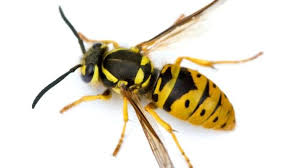 All Black Bug That Looks Like A Wasp German Wasps Are Primarily Yellow With Distinct Black Spots Running Down Their Back And Black Antennae Wasp Insects Wasp Nest Removal