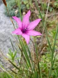 Image result for Ferraria welwitschii