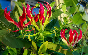 Image result for Gloriosa superba
