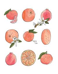 Florida Orange Citrus Chart Watercolor Illustration Print