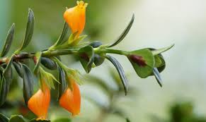 Escapes from a sprawling bush with partially hanging down branches. Easy Tips For Growing The Unique Goldfish Plant The Habitat