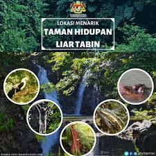 Permohonan jawatan kosong jabatan perlindungan hidupan liar dan taman negara (perhilitan). Motac On Twitter Taman Hidupan Liar Tabin Lahad Datu Ini Adalah Bebenang