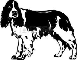 Black And White Springer Spaniel Clipart Springer Spaniel Clipart 16