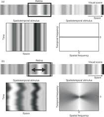 Image result for Visual Fixation