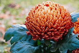 It\'s usually carried out in a greenhouse, due to seasonal and climatic conditions less affected, sowing isn\'t affected by seasonal restrictions , often with flowering may be required, with deep l0cm shallow basin, rich in humus sandy loam is appropriate. Chrysanthemums Types How To Care For Them Flower Glossary