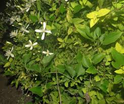 Maybe you would like to learn more about one of these? Clematis Leather Flower Discover Life Mobile