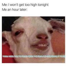 And here are more stoner memes if you can't get off that couch yet. The Best Stoner Memes Memedroid