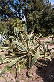 Image result for Agavaceae