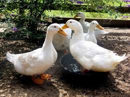 Duck Breeds For Backyard Flocks Hgtv
