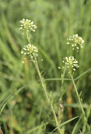 Image result for Capsella