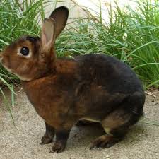 Physical characteristics of beveren rabbit. 15 Of The Best Pet Rabbit Breeds Pethelpful By Fellow Animal Lovers And Experts