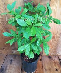 Image result for Synsepalum