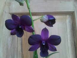 Ghaitsa florist merupakan toko bunga papan online tanggerang yang memproduksi krans bunga duka cita, krans bunga salib, rangkaian bunga standing flower, bunga papan wedding, bunga papan duka cita, bunga ucapan selamat wisuda, papan bunga grand opening, papan bunga happy graduation, hand buket pengantin, hand bouquet mawar, bunga mawar valentin. Jual Tanaman Anggrek Dendrobium 2 Bibit Online