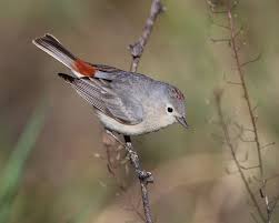 Common Birds Of Southern Arizona Lucy S Warbler Common Birds Wild Birds Bird Life List