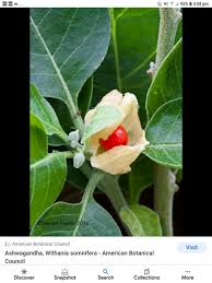 Image result for Withania somnifera