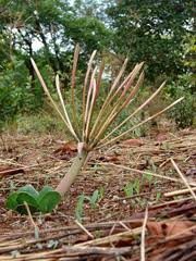 Image result for Ammocharis tinneana