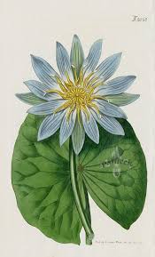 Image result for Nymphaea maculata