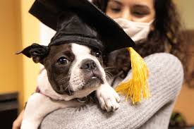 There are just two par fives and irons are taken off. Pandemic Isolation Sees Booming Demand For Pets And For Businesses That Cater To Them Cbc News