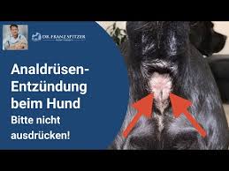 Mein Hund Riecht Nach Eisen Mogliche Ursachen