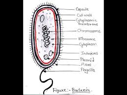 We did not find results for: Structure Of Prokaryotic Cell Microbiology With Sumi Youtube