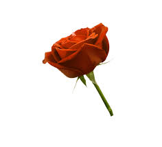 Instagram Manipulation Editing Photo In Picsart And Lightroom S R Editing Zone Rose Flower Png Flowers Rose Flower