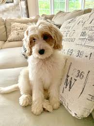 Tails have been docked and dewclaws removed, all shots up to d… sheepadoodle puppies available now! Goldendoodles Sheepadoodles Bernedoodles