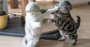 Cat Wrestling Cats Animal Humour British Shorthair Cats